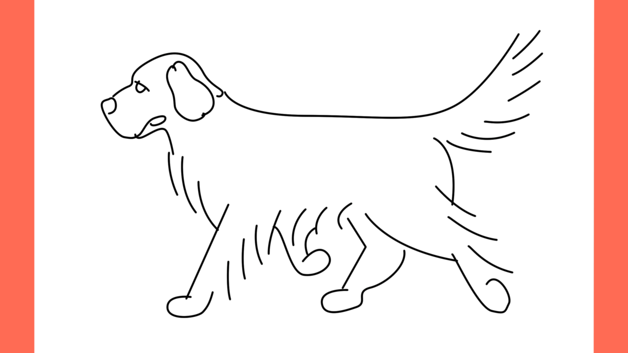 ab Comment dessiner un chien retriever (8)