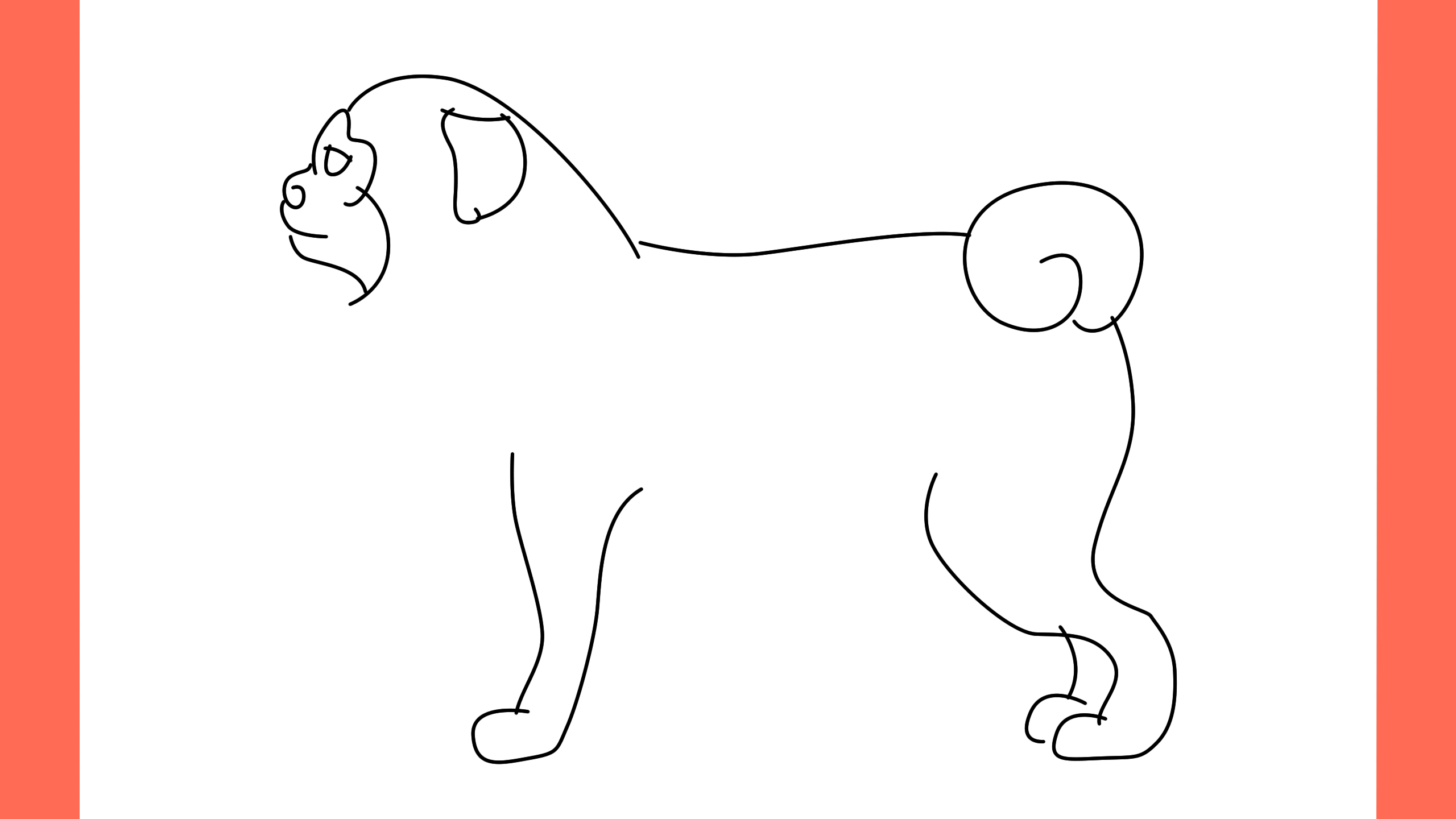 b Comment dessiner un chien chow chow (7)