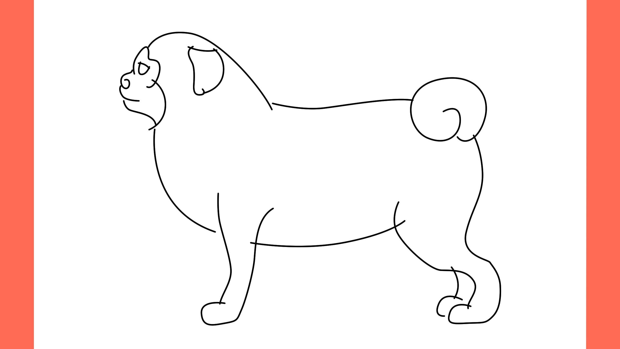 b Comment dessiner un chien chow chow (8)